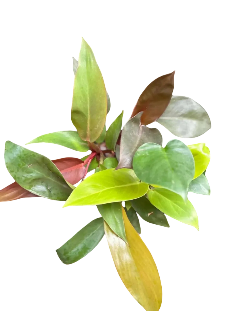 Indoor Combo – Foliages.in