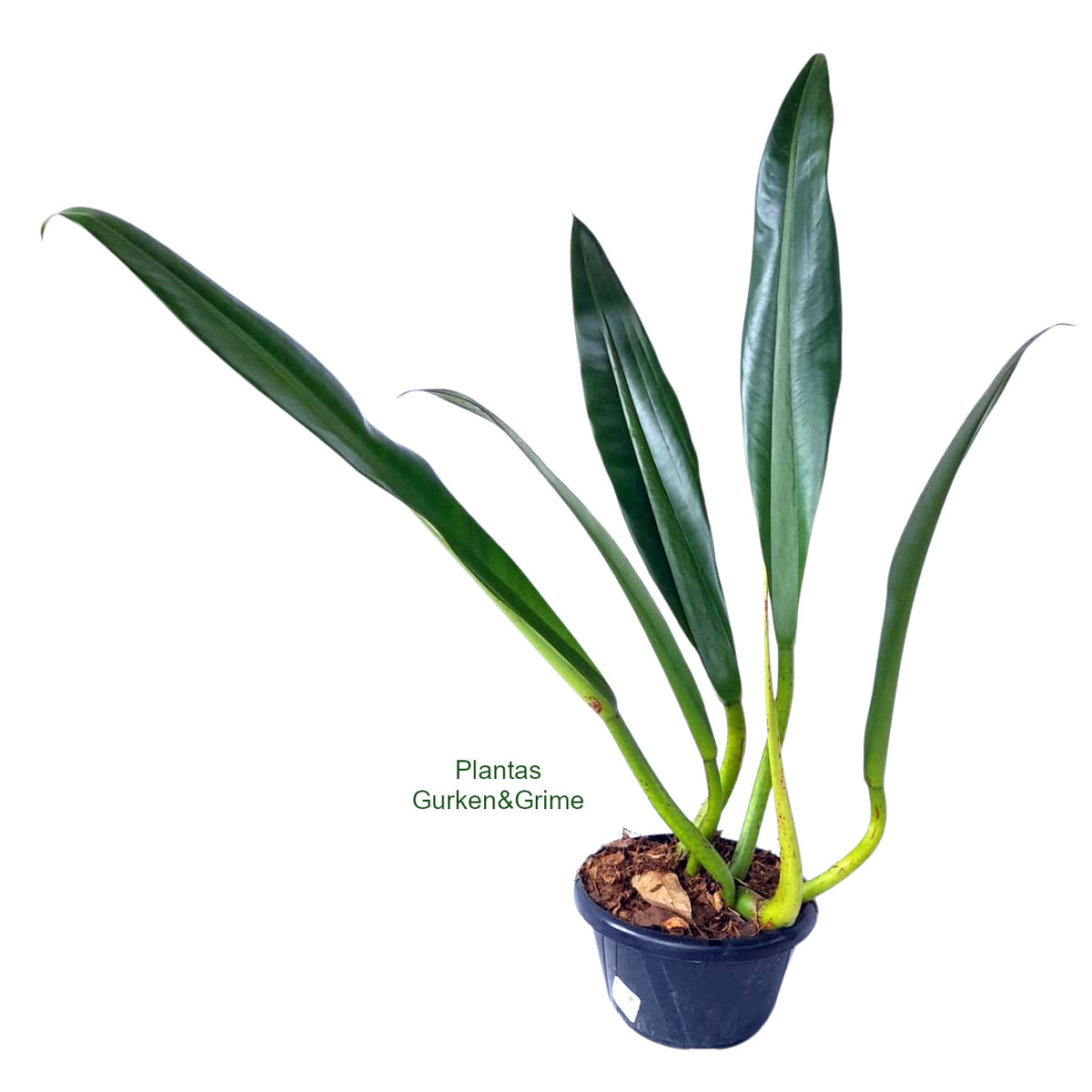 philodendron crassinervum sale Philodendron Crassinervium – Foliages.in