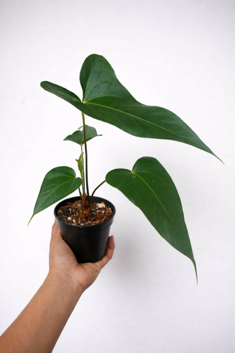 Anthurium Subsignatum
