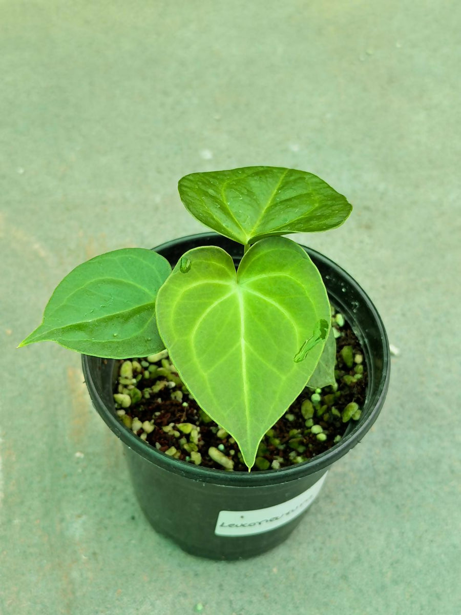silver blush anthurium Anthurium Forgetii/'Ace of Spades' x 'Silver Blush'