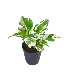 Air Purifying Plants India: 25+ Best Indoor Plants for Clean Air & Healthy Homes