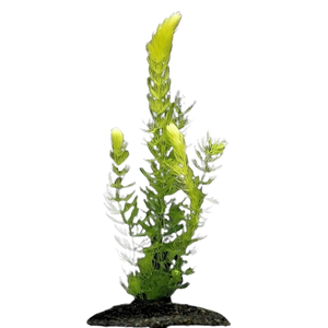 Aquatic Plants India: Complete Guide to Water Plants, Lotus & Waterlilies for Ponds