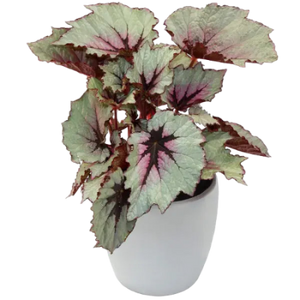 Begonia Plants India: Complete Care Guide for 100+ Flowering & Foliage Varieties