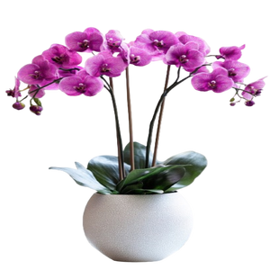 Orchid Plants India: Complete Care Guide for Growing Orchids at Home