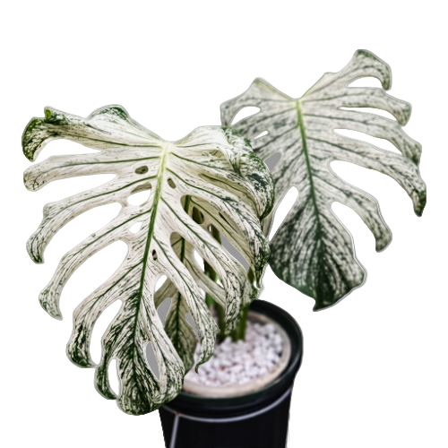 Variegated Plants India: Complete Guide to 50+ Stunning Varieties | Rare & Common