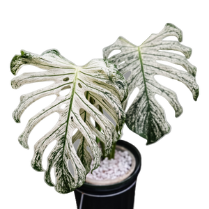 Variegated Plants India: Complete Guide to 50+ Stunning Varieties | Rare & Common