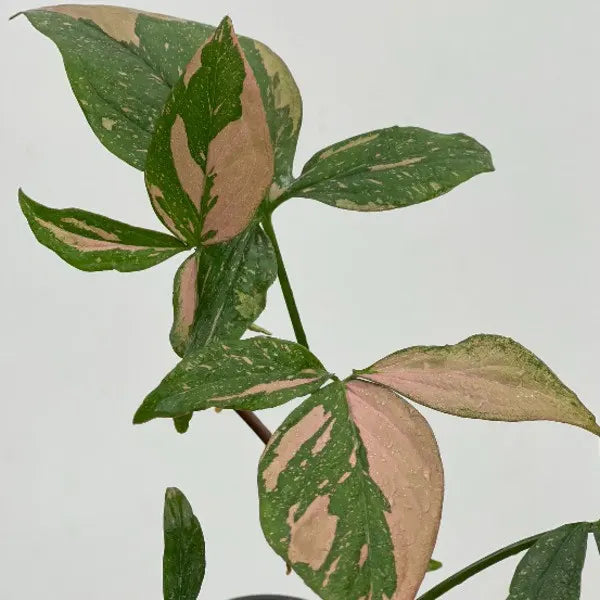 Syngonium Plants India: Complete Care Guide for 30+ Varieties | Arrowhead Plant