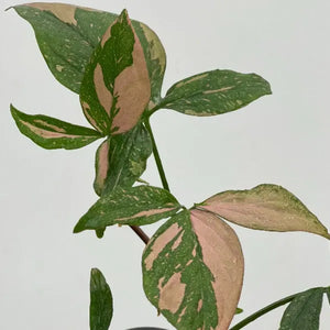 Syngonium Plants India: Complete Care Guide for 30+ Varieties | Arrowhead Plant