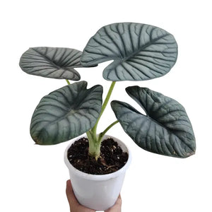 Tropical Plants India: Complete Guide to Growing Exotic Tropical Varieties at Home