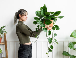 🪴 Why Premium Plants Are Worth the Investment