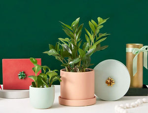 🌿Top 7 Low-Maintenance Indoor Plants for a Stylish Home