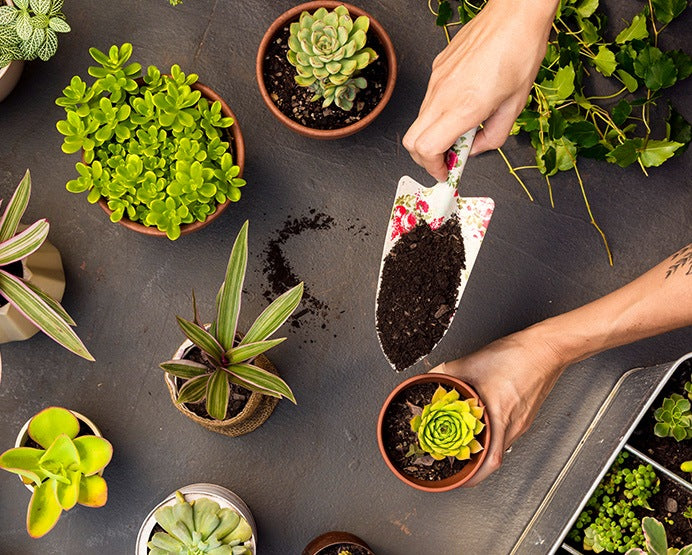 🚛 How to Buy Plants Online Without Regret