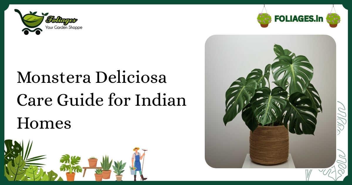 Monstera Deliciosa Care Guide for Indian Homes