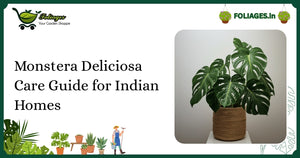 Monstera Deliciosa Care Guide for Indian Homes