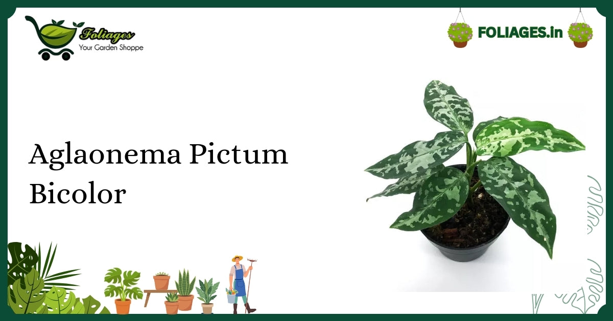 Aglaonema Pictum Bicolor Care: Rare Bicolor Aroid for Indian Homes