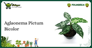 Aglaonema Pictum Bicolor Care: Rare Bicolor Aroid for Indian Homes