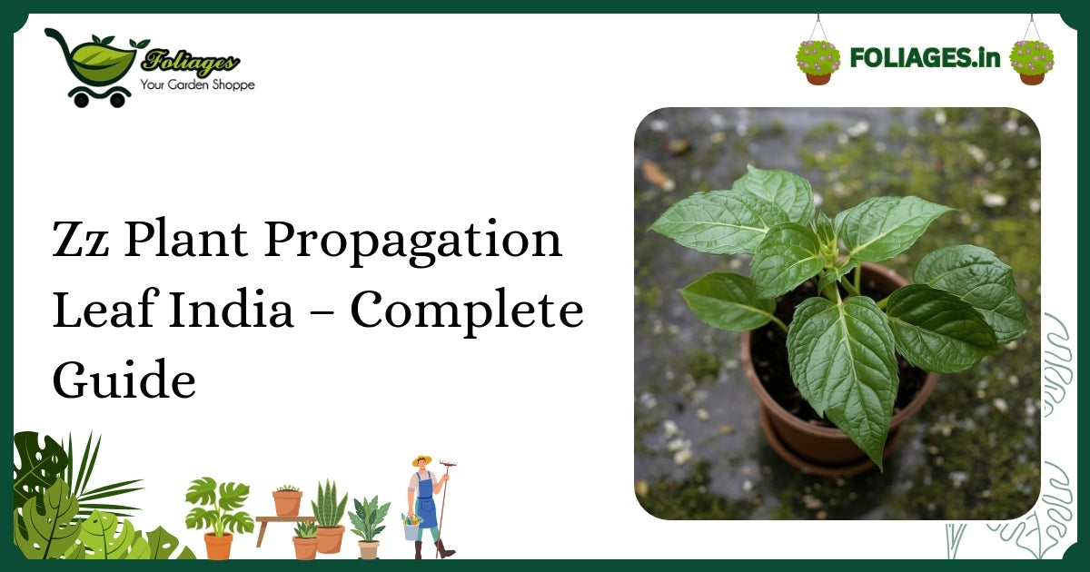 Zz Plant Propagation Leaf India – Complete Guide