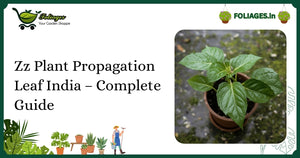 Zz Plant Propagation Leaf India – Complete Guide