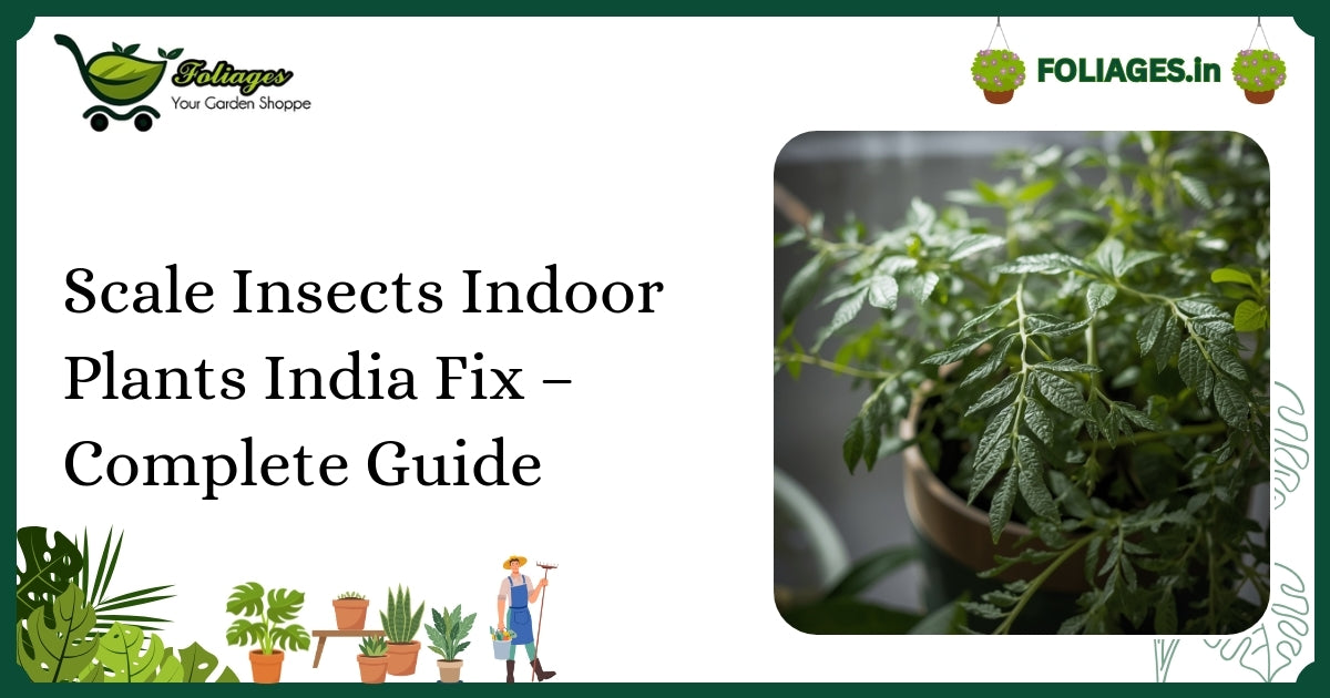 Scale Insects Indoor Plants India Fix – Complete Guide