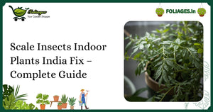 Scale Insects Indoor Plants India Fix – Complete Guide