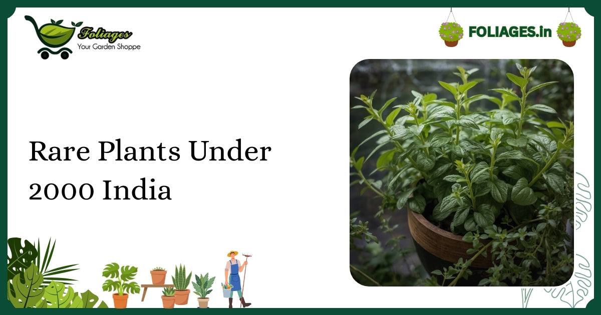 Rare Plants Under 2000 India: Affordable Exotic Greens