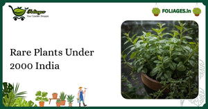 Rare Plants Under 2000 India: Affordable Exotic Greens
