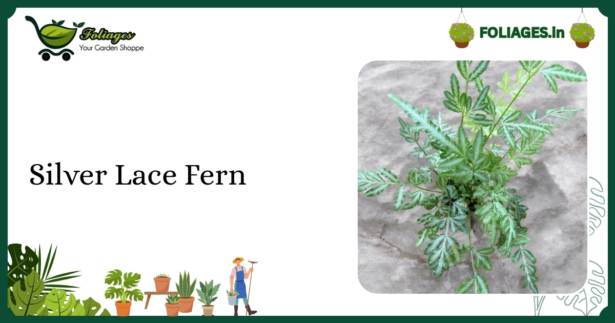 Silver Lace Fern Care India: Delicate Silvery-Green Variegated Fern