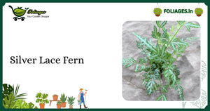 Silver Lace Fern Care India: Delicate Silvery-Green Variegated Fern