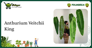 Anthurium Veitchii King Care India: Velvet Leaf Collector’s Guide