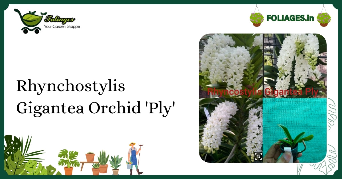 Rhynchostylis Gigantea Orchid 'Ply' Care: Dense Fragrant Foxtail in India