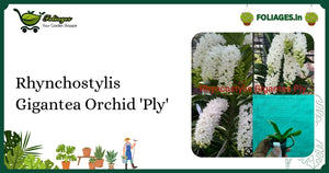 Rhynchostylis Gigantea Orchid 'Ply' Care: Dense Fragrant Foxtail in India