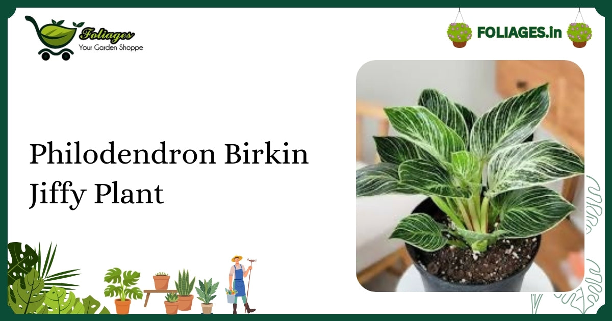 Philodendron Birkin Jiffy Plant Care: Stable Variegation Tips India