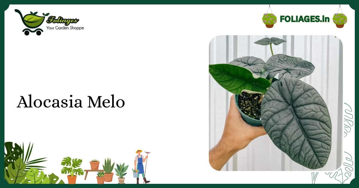 Alocasia Melo Care India: Deeply Veined Dark Green Aroid Guide
