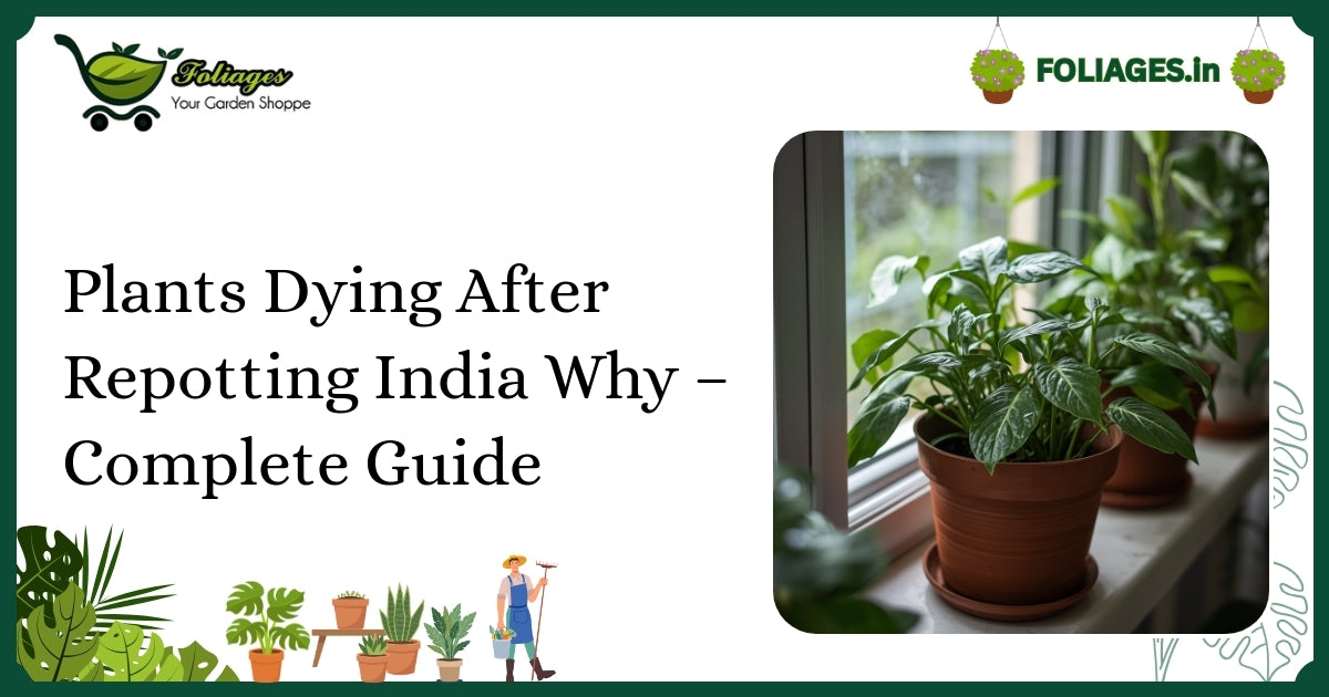 Plants Dying After Repotting India Why – Complete Guide