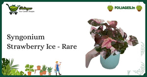 Syngonium Strawberry Ice - Rare Pink Variegation Care in India