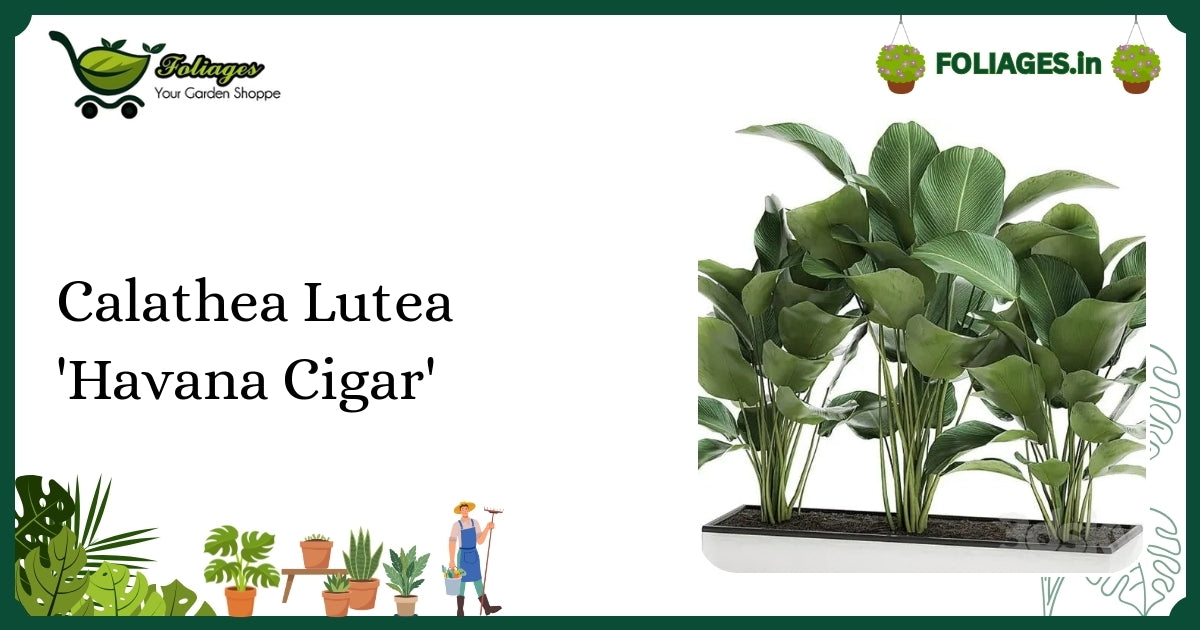 Calathea Lutea 'Havana Cigar' Care: Tall Paddle Leaves & RO Water