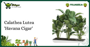 Calathea Lutea 'Havana Cigar' Care: Tall Paddle Leaves & RO Water