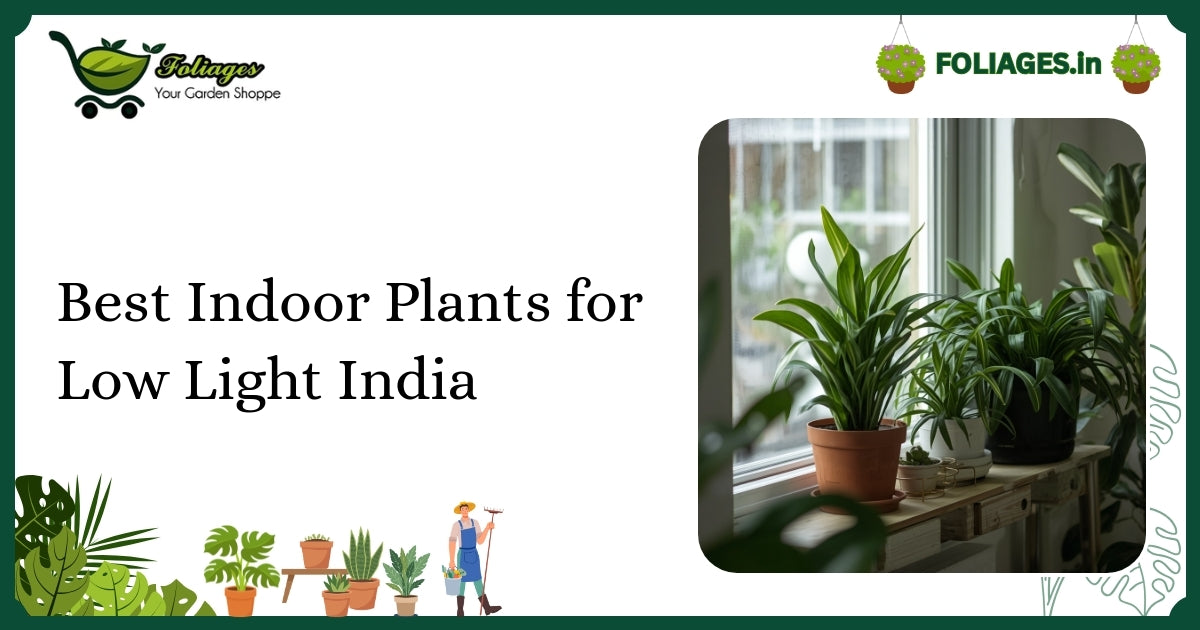 Best Indoor Plants for Low Light India: Care and Varieties