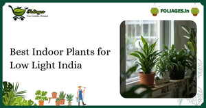 Best Indoor Plants for Low Light India: Care and Varieties