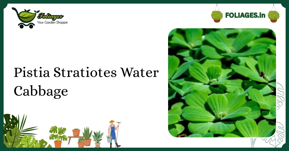 Vibrant Green Pistia Stratiotes Water Cabbage Care in India