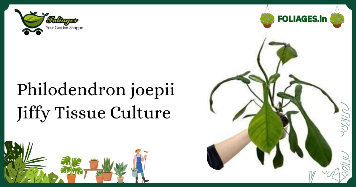 Philodendron joepii Jiffy Tissue Culture: Rare Multi-Lobed Leaf Care