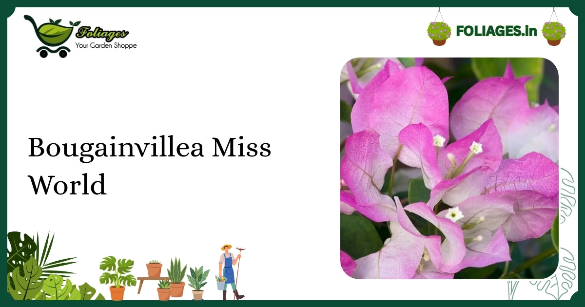 Bougainvillea Miss World Care Guide: Vibrant Pink Blooms in India
