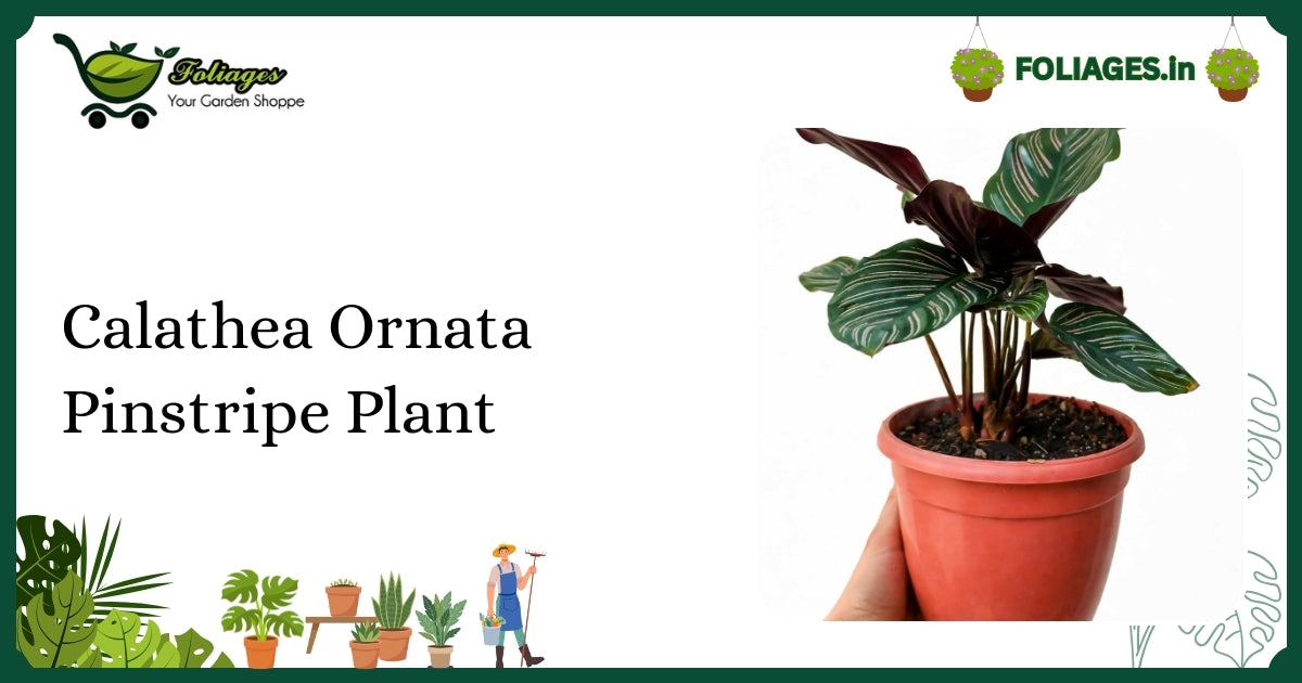 Calathea Ornata Pinstripe Plant Care Guide for Indian Homes