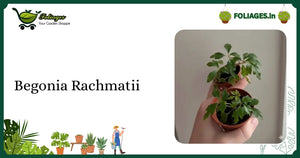 Begonia Rachmatii Care India: Compact Pink-Veined Miniature Guide