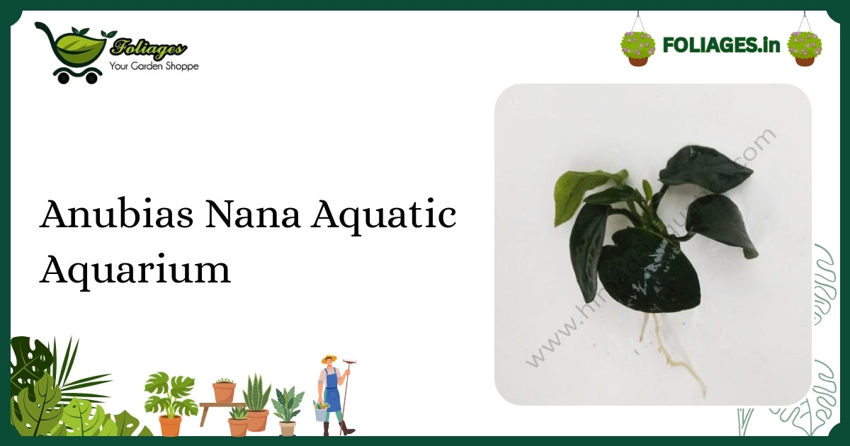 Healthy Dark Green Anubias Nana Aquatic Aquarium Care in India