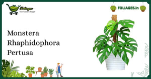 Monstera Rhaphidophora Pertusa Care: Fenestrated Leaves & Mature Form
