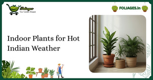 Indoor Plants for Hot Indian Weather: Care and Tips