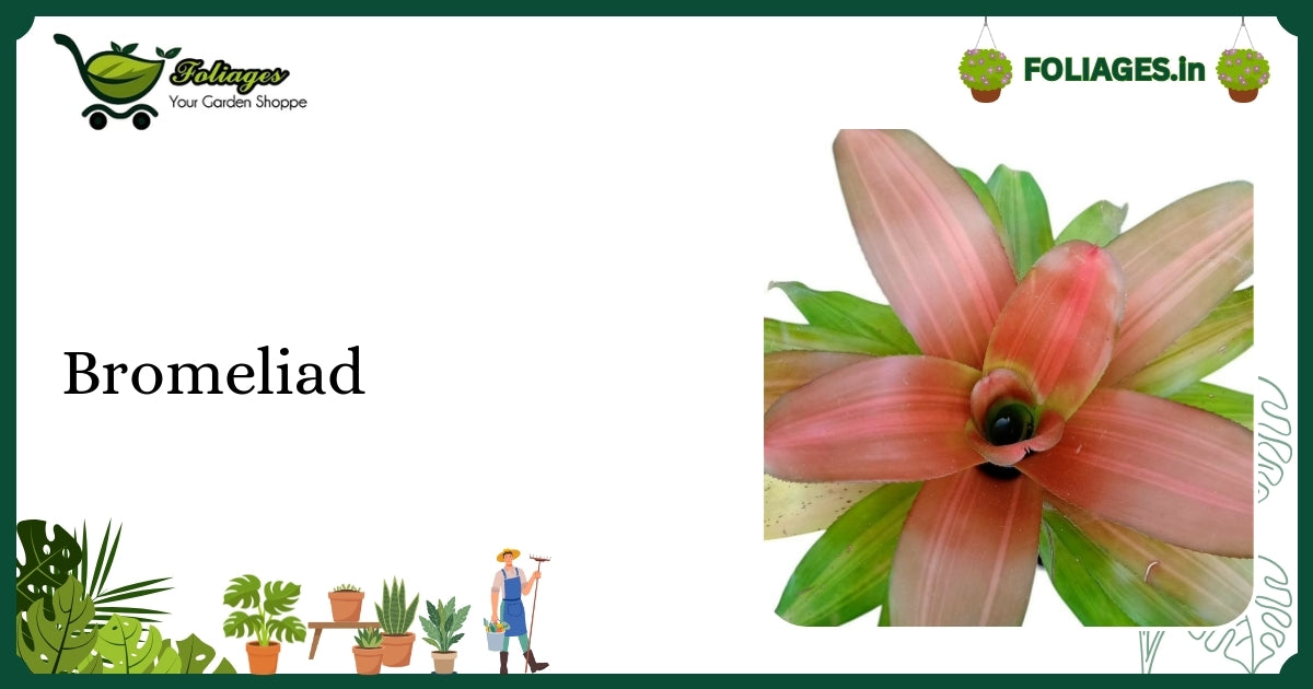 Bromeliad Care India: Bright Flower Bracts and Rosette Leaves