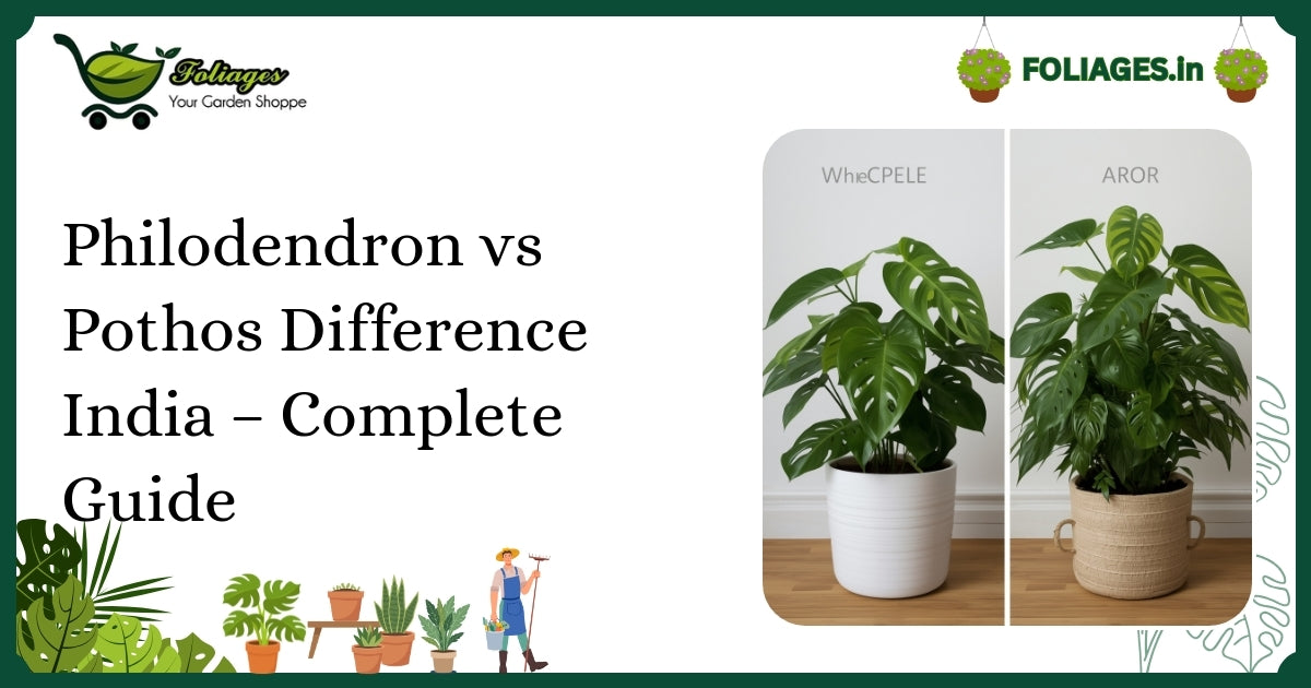Philodendron vs Pothos Difference India – Complete Guide