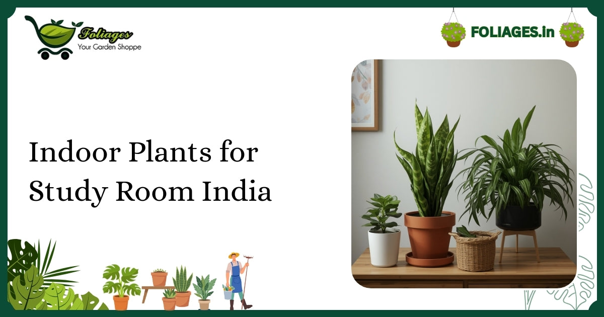 Indoor Plants for Study Room India: Care and Selection Guide